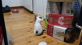 kitten sits upright to play