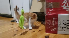 two kittens playing together