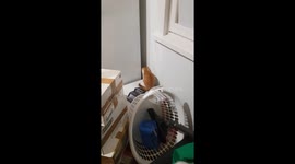 mean cat throwing things at her kitten
