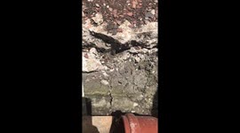 Massive Spider captures bee in UK