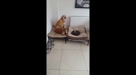 'Don't let her bully you!' Labrador attempts to reclaim her bed from stubborn cat