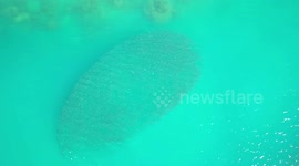 Drone footage of a fish feeding frenzy off Australia's east coast