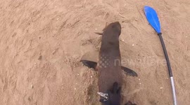 Namibian kayak guide saves two seal pups tangled in old fishing gear