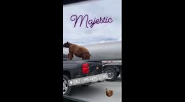 Bear riding in back of truck on freeway