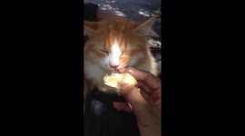This Cat Loves Durian Much!!