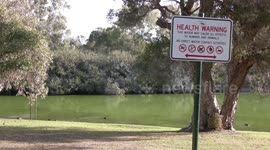 Ducks in danger – swimming and feeding in a noxious algal bloom