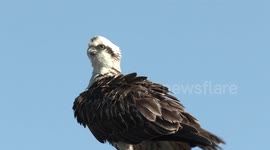 Look at those claws! A superb Osprey (Fish Eagle) preening its feathers