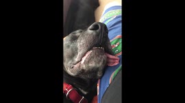 Hilarious snoring dog rumbles through nap on owner's leg