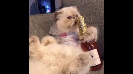 National Wine Day
