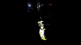Crab mother desperately tries to keep baby from being pulled up by fishing line