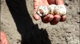 This former turtle egg hunter became a voluntary turtle breeder