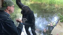 Chimpanzee copies zoo visitor's movements by knocking on glass window
