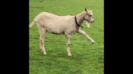 Goat doing a new dance and STRETCH!!