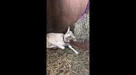 Goat being lazy