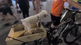 Funny moment! The white dog is carried by the owner with a bicycle on the street