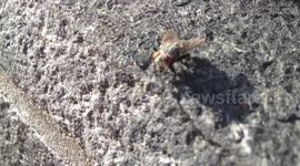 closeup follow footage of a fly