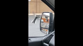 Angry bird attacks itself in a car mirror at London drive-through