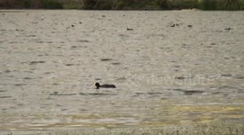 ducks swimming in the lagoon of colta