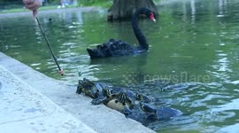 Animal abuse in the retiro park in Madrid, Spain