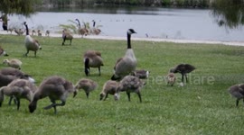 I Get Surrounded by Beautiful Baby Geese!!!