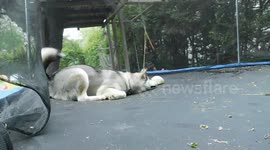 Alaskan Malamute Sojou on the trampoline encounters water balloon ambush