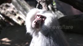 What a lovely mane – a magnificent male Hamadryas Baboon