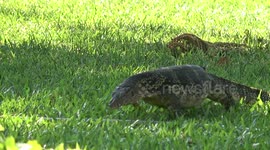 Monitor lizards attract tourists to Bangkok park