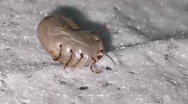 Skin-crawling close-up of swollen tick pulled off a puppy