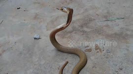 Cobra Spreads Its Hood And Tries To Attack