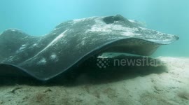 Huge stingray has a cut off tail and a hook and line stuck to it