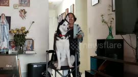 Husky plays patient by sitting on wheelchair