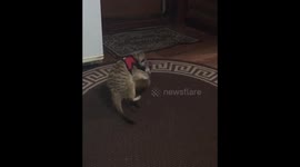 Adorable play-fight between two pet meerkats at home in Russia