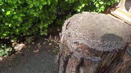 Ant Colony Takes to the skies