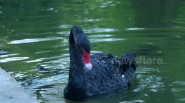 Black swan eating in the retiro Park in Madrid, Spain
