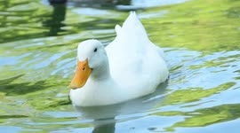A duck eating in the lake of the retiro park in Madrid, Spain