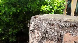 Slow motion of Ants in flight