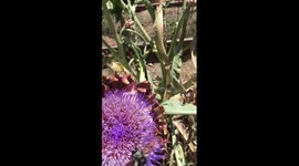 Carpenter Bee pulled off Artichoke Flower by Honey Bee