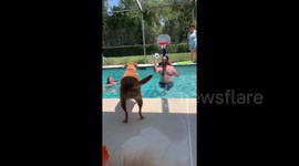 Is this the dog Michael Jordan? Pup gets a slam dunk in pool basketball