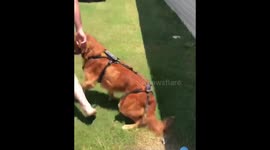 My dog got hit by a car and is learning to walk again this is him!!!