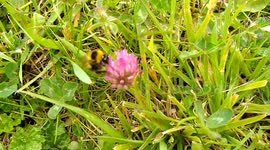 Spring bee on clover