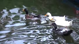 ducklings swimming in pond