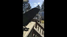 Pet Raven