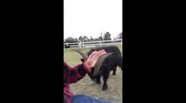 Billy goat in Texas refuses to be calmed down by owner's serenading