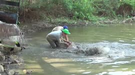 Thai villagers race to save giant catfish from drought-ravaged reservoir
