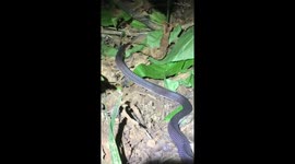 Black File Snake Swallows Skink Lizard