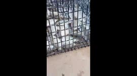 Clever Octopus Steals Food from Fishermen