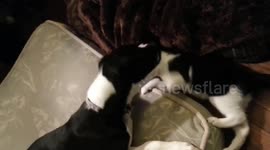 Adorable Boxer puppy and his matching kitten