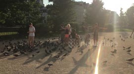 Birds Landing on People at Notre Dame