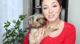 HOW TO TRAIN YOUR PUPPY | YORKIE DOG