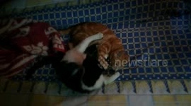 kitty fight her brother over bed